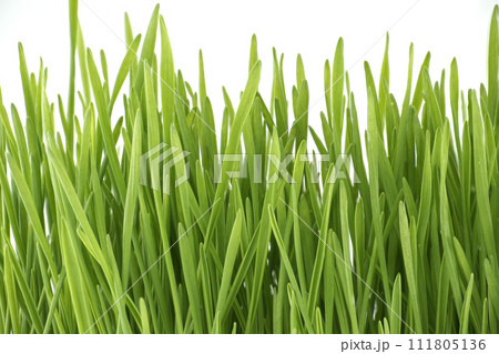 Fresh green wheatgrass stalks in close up 111805136