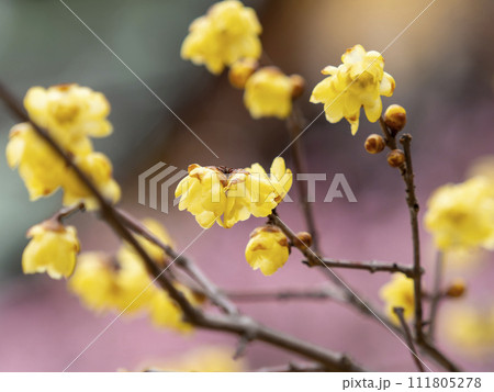 神社に咲く蝋梅の花 神社に咲く蝋梅の花 111805278