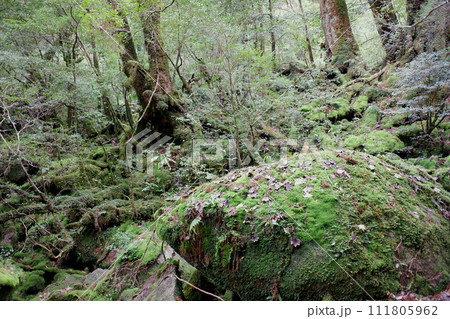 屋久島　白谷雲水峡　苔むす森 111805962