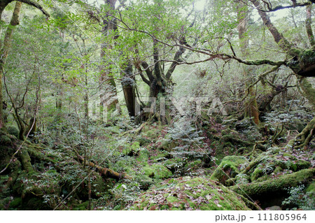 屋久島　白谷雲水峡　苔むす森 111805964