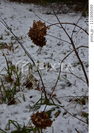 雪の残る公園、枯れた紫陽花 111806080