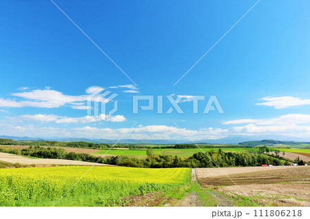 北海道　青空と菜の花畑の風景 111806218