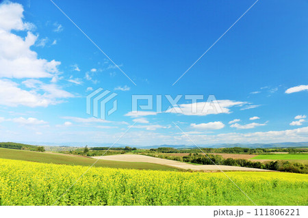 北海道 青空と菜の花畑の風景 北海道 青空と菜の花畑の風景 111806221