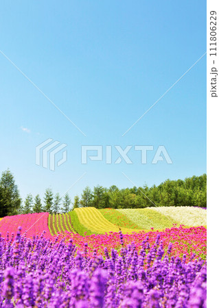 北海道 青空の富良野 綺麗な花畑 北海道 青空の富良野 綺麗な花畑 111806229
