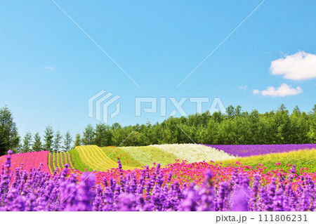 北海道　青空の富良野　綺麗な花畑 111806231