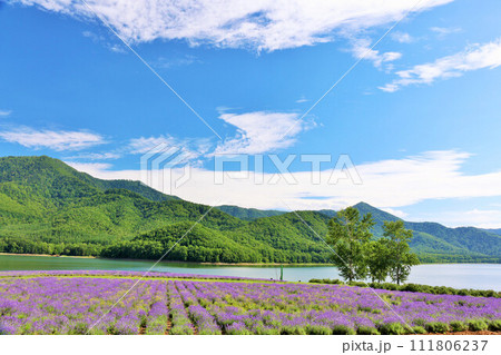北海道 夏の青空とラベンダーの風景 北海道 夏の青空とラベンダーの風景 111806237