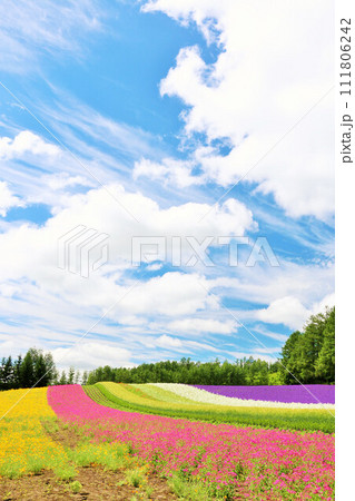 北海道　青空の富良野　綺麗な花畑 111806242