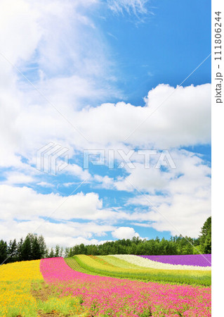 北海道　青空の富良野　綺麗な花畑 111806244