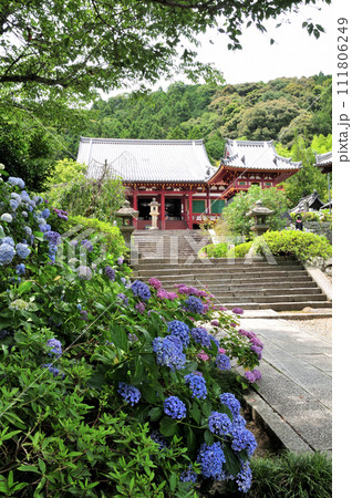 矢田寺のあじさい 【奈良県大和郡山市】 矢田寺のあじさい 【奈良県大和郡山市】 111806249