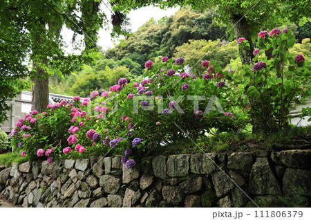 矢田寺のあじさい　【奈良県大和郡山市】 111806379