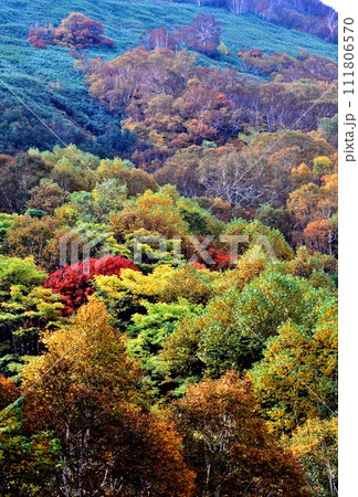北海道豊平峡(ほうへいきょう)ダムの紅葉 111806570