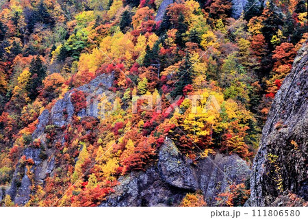 北海道豊平峡(ほうへいきょう)ダムの紅葉 111806580