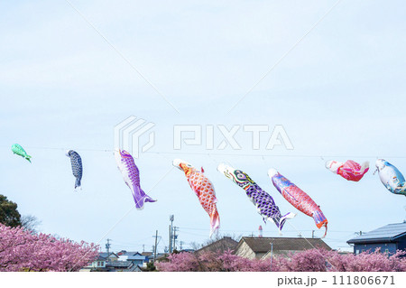 免々田川 菜の花 桜祭り(愛知県田原市) 免々田川 菜の花 桜祭り(愛知県田原市) 111806671