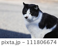 傍観するネコ 111806674