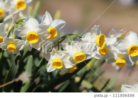 冬の庭に咲く白いフサザキスイセンの花 111806886