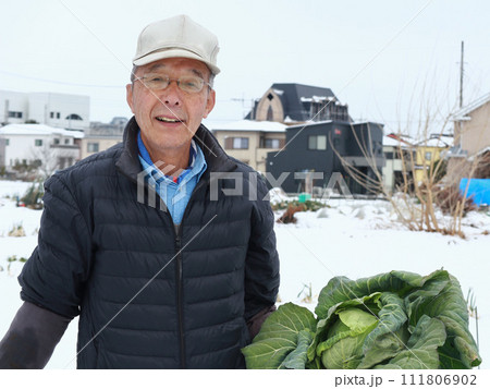 雪の中でキャベツを収穫する男性 111806902