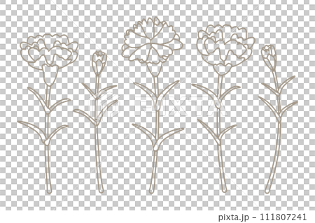 simple carnation line drawing 111807241