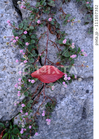 石垣に咲く花と赤い落ち葉 石垣に咲く花と赤い落ち葉 111807382