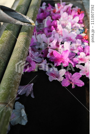 つつじの花手水 111807392