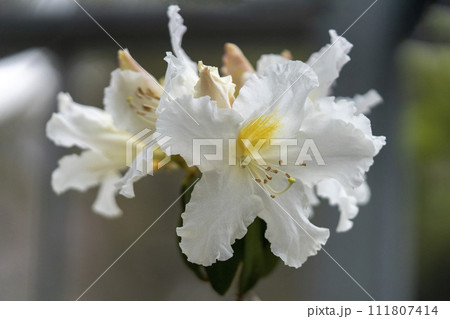ツツジの仲間であるロードデンドロン ベイチアヌムの白い花・クローズアップ ツツジの仲間であるロードデンドロン ベイチアヌムの白い花・クローズアップ 111807414