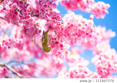 寒緋桜とメジロ 111807578