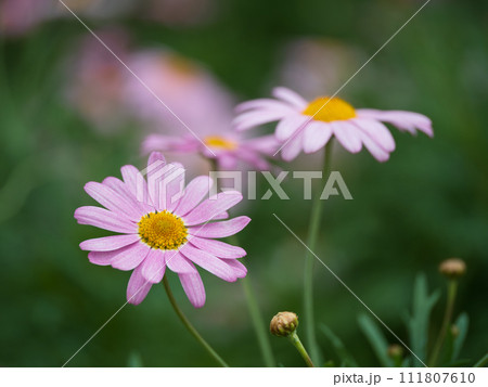 花壇のピンクのマーガレット 花壇のピンクのマーガレット 111807610