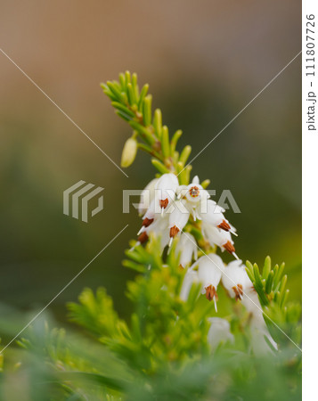 愛らしい白いエリカダーレンシスの花 愛らしい白いエリカダーレンシスの花 111807726