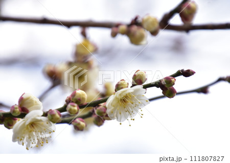 白い梅の花 白い梅の花 111807827