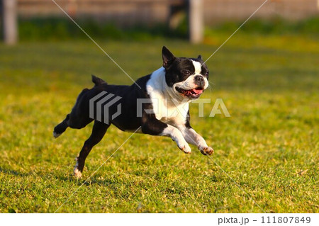 野原のドックランで飛び跳ねて遊ぶボストンテリアのマイティ君♡ 野原のドックランで飛び跳ねて遊ぶボストンテリアのマイティ君♡ 111807849