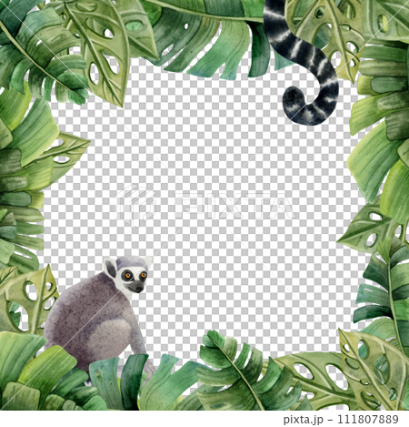 Tropical palm leaves and lemur monkeys with long tails square summer frame watercolor illustration with copy space for text, isolated on white background 111807889