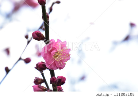 春の訪れを告げる梅の花 111808109