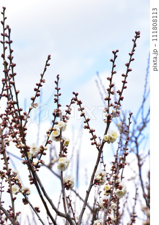 白い梅の花  111808113