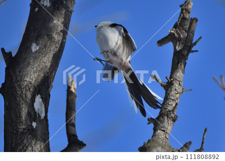冬の北海道の公園の木からジャンプするシマエナガ 111808892