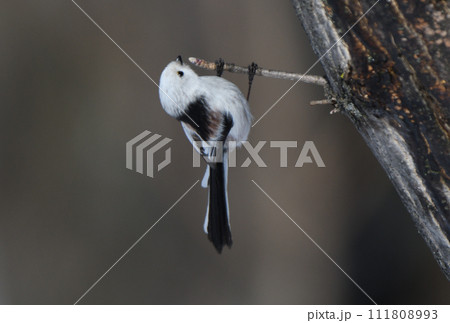 冬の北海道の公園の木で枝からぶら下がるシマエナガ 111808993