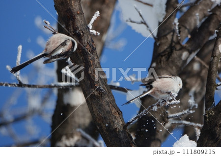 冬の北海道の公園で霧氷のついた木にとまるシマエナガ 冬の北海道の公園で霧氷のついた木にとまるシマエナガ 111809215