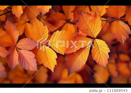 秋の紅葉を彩る落ち葉 111809543