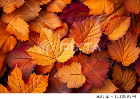 秋の紅葉を彩る落ち葉 111809544