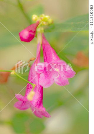家の周りの草花　四季の色々　ピンクの美しい釣鐘の花が咲きました　温室の花　フリワケサンゴバナ 111810068
