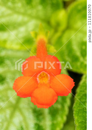 家の周りの草花　四季の色々　温室の花　美しいオレンジ色花が咲きました　エピスキア・クプレアタ 111810070