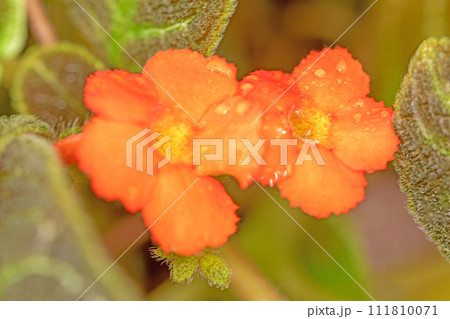 家の周りの草花　四季の色々　温室の花　美しいオレンジ色花が咲きました　エピスキア・クプレアタ　 111810071