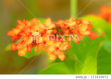 家の周りの草花　四季の色々　温室の花　美しい朱色の花　ベニバナクサギ 111810072