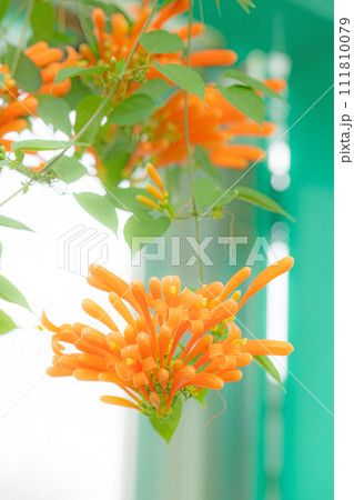 家の周りの草花 四季の色々 温室の花 燃える様なオレンジ色の花 カエンカズラ 家の周りの草花 四季の色々 温室の花 燃える様なオレンジ色の花 カエンカズラ 111810079