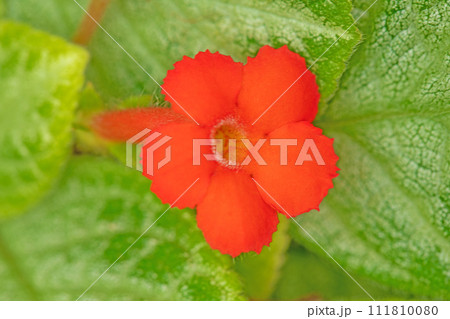 家の周りの草花 四季の色々 温室の花 美しいオレンジ色花が咲きました エピスキア・クプレアタ 家の周りの草花 四季の色々 温室の花 美しいオレンジ色花が咲きました エピスキア・クプレアタ 111810080