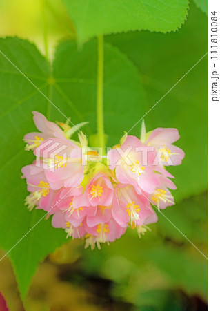 家の周りの草花　四季の色々　温室の花　美しいピンクボール　ドンベア・ワリッキー　 111810084