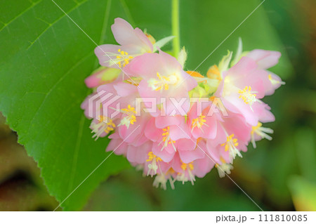 家の周りの草花 四季の色々 温室の花 美しいピンクボール ドンベア・ワリッキー 家の周りの草花 四季の色々 温室の花 美しいピンクボール ドンベア・ワリッキー 111810085