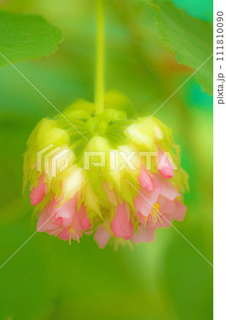 家の周りの草花 四季の色々 温室の花 美しいピンクボール ドンベア・ワリッキー 家の周りの草花 四季の色々 温室の花 美しいピンクボール ドンベア・ワリッキー 111810090