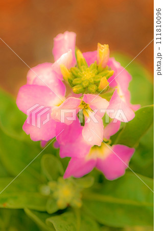 家の周りの草花　四季の色々　八重咲の可憐な花が咲きました　ストック　 111810096