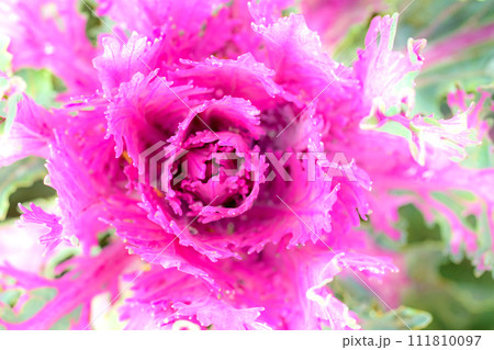 家の周りの草花　四季の色々　美しいムラサキ色の葉牡丹が花壇を彩どりました 111810097