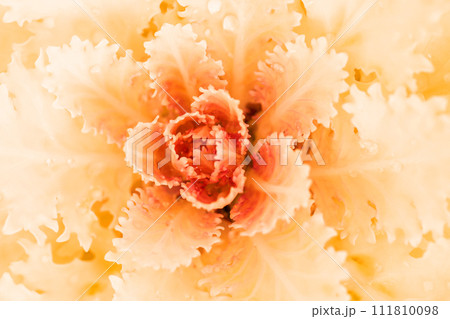 家の周りの草花　四季の色々　美しいムラサキ色の葉牡丹が花壇を彩どりました 111810098