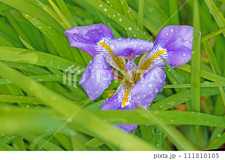 家の周りの草花　四季の色々　美しいムラサキの花びらが雨に濡れています　寒咲きアヤメ 111810105